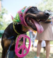 Выставка беспородных собак "Кубок Барбоса-2016"