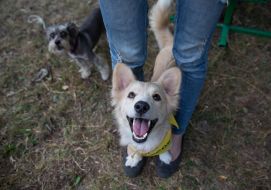 The exhibition of outbred dogs "Barbos Cup-2014"