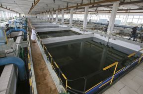 Pools for water purification