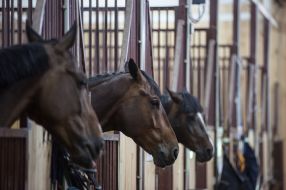 A horse in a stall