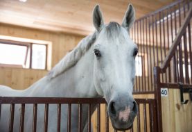 A horse in a stall
