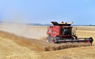 Збирання зернових
