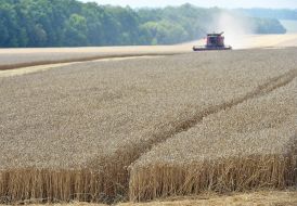 Збирання зернових