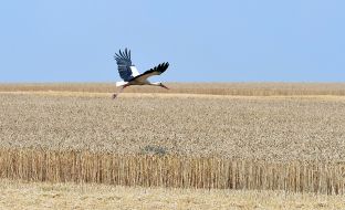 Лелека летить над полем пшениці