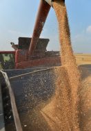 Збирання зернових