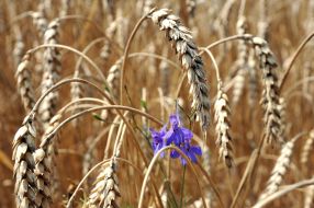 Колоски пшениці