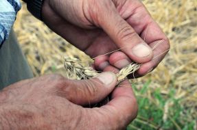 Колосок пшениці