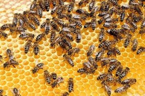 Bees on a honey comb