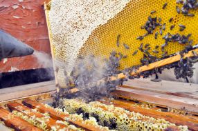 Bees on a honey comb