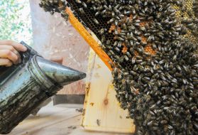 Bees on a honey comb