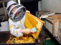 Apiary