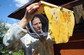 Apiary