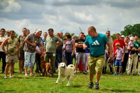 The competition of hunting dogs