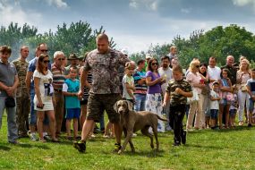 The competition of hunting dogs