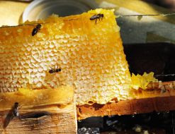 Honey