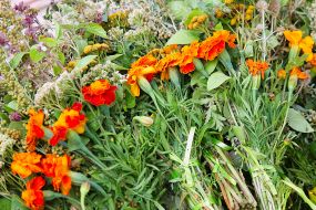 Bouquets of wildflowers