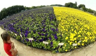 Найбільший прапор України з квітів
