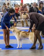 International exhibition of dogs