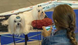 International exhibition of dogs