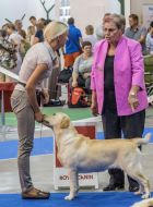 International exhibition of dogs