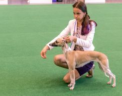 International exhibition of dogs