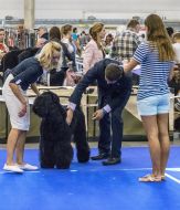 International exhibition of dogs