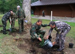Creating a yew alley