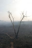 The peat fire