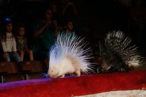 The premiere of the new program of the National Circus of Ukraine