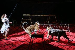 The premiere of the new program of the National Circus of Ukraine