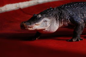 The premiere of the new program of the National Circus of Ukraine