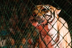 The premiere of the new program of the National Circus of Ukraine