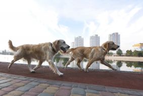 Running track near Telbin Lake