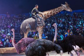 Circus "Kobzov" in Chernigov