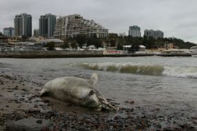 Dead dolphin
