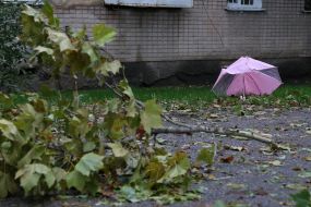 Broken tree branch and umbrella