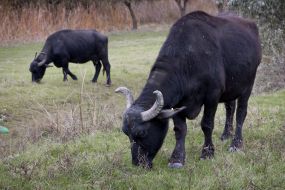 Buffaloes