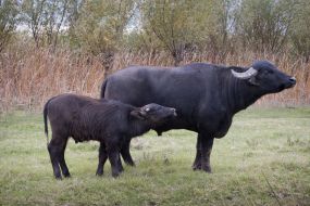 Buffaloes