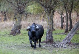 Buffaloes