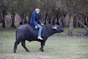 Buffaloes