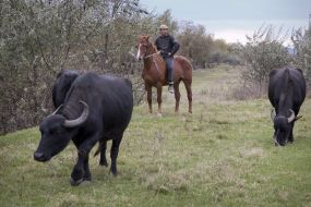 Buffaloes