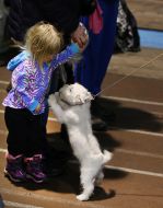 Dogs show "Autumn Lviv 2016"