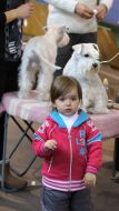 Dogs show "Autumn Lviv 2016"