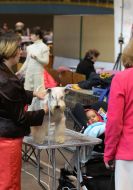 Dogs show "Autumn Lviv 2016"