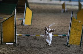 Dogs show "Autumn Lviv 2016"