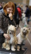 Dogs show "Autumn Lviv 2016"