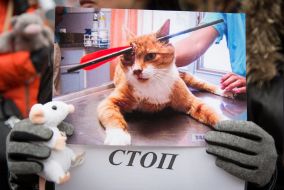 Photo crippled kitten