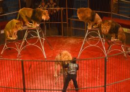 «Great Hungary circus»  program in Zaporozhia circus