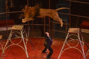 «Great Hungary circus»  program in Zaporozhia circus