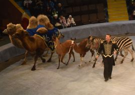 «Great Hungary circus»  program in Zaporozhia circus